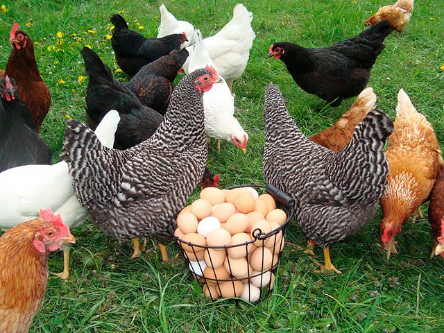 Содержание кур и уход за ними | ЗооТом - продажа, вязка и услуги для животных в Щучьем
