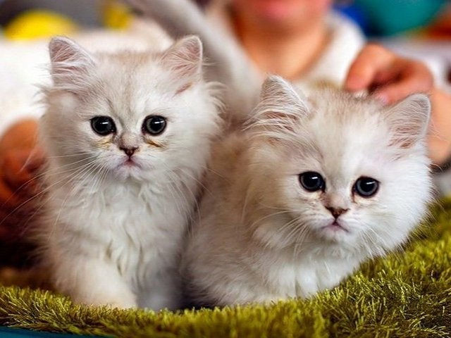 Породы кошек в Щучьем | ЗооТом портал о животных
