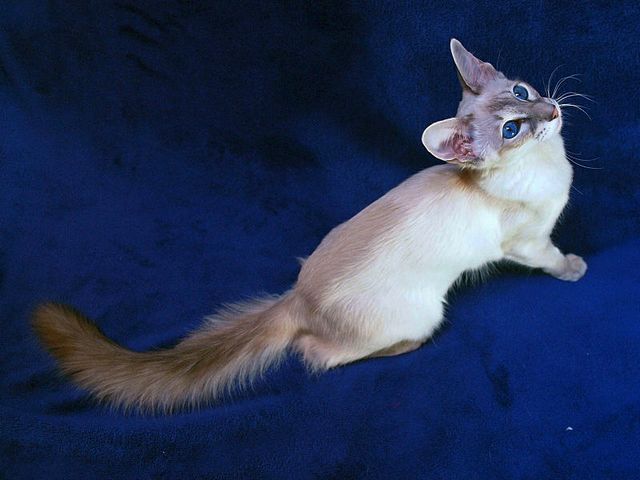 Выведенные породы кошек в Щучьем | ЗооТом портал о животных