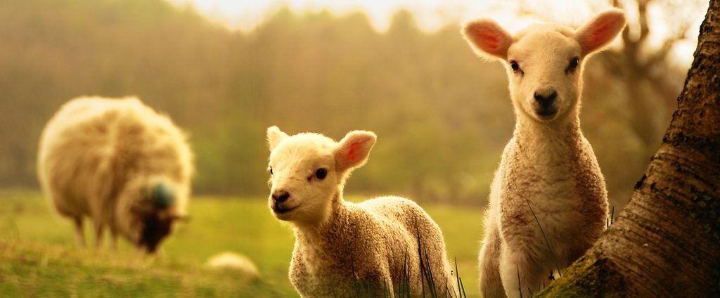 Объявления о сельскохозяйственных животных | ЗооТом - продажа, вязка и услуги для животных в Щучьем