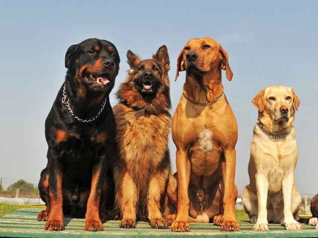 Крупные породы собак в Щучьем | ЗооТом портал о животных